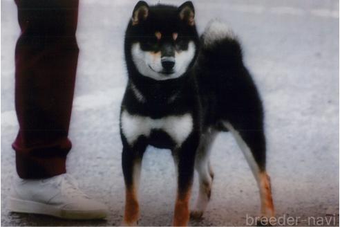 成約済の滋賀県の柴犬-377150の2枚目